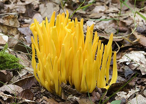 Clavulinopsis fusiformis